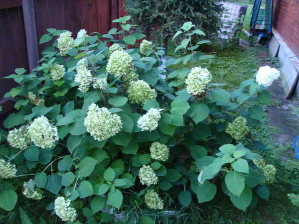 Андреева Марина