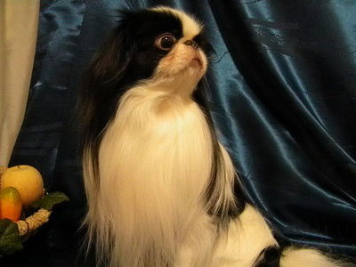 Елена Герасимова