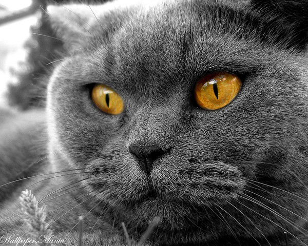 Оксана Андреева