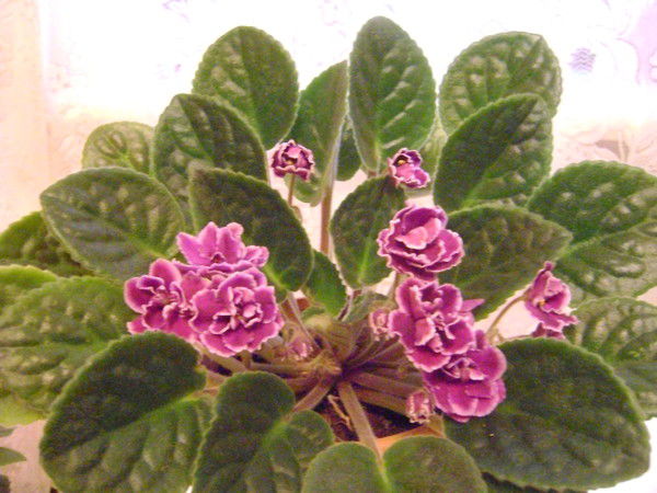 Светлана Карпова