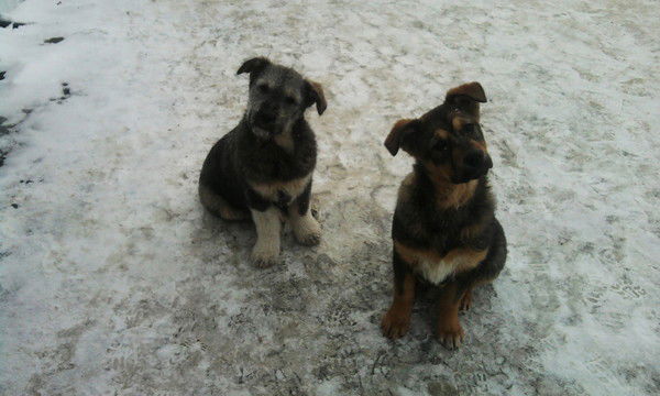 Андрей Карпиков