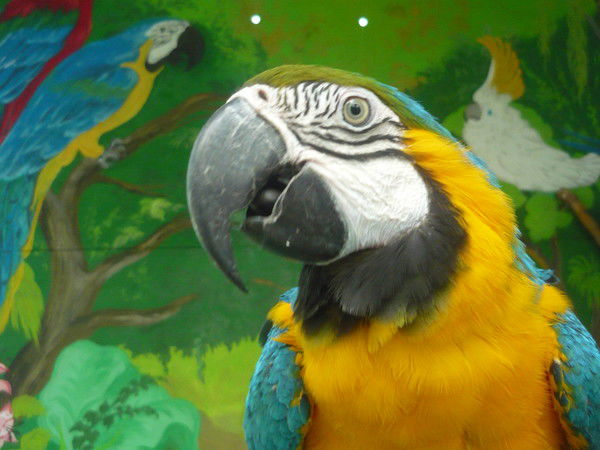 Наталья Громова