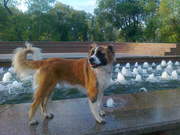 Игорь Горшков