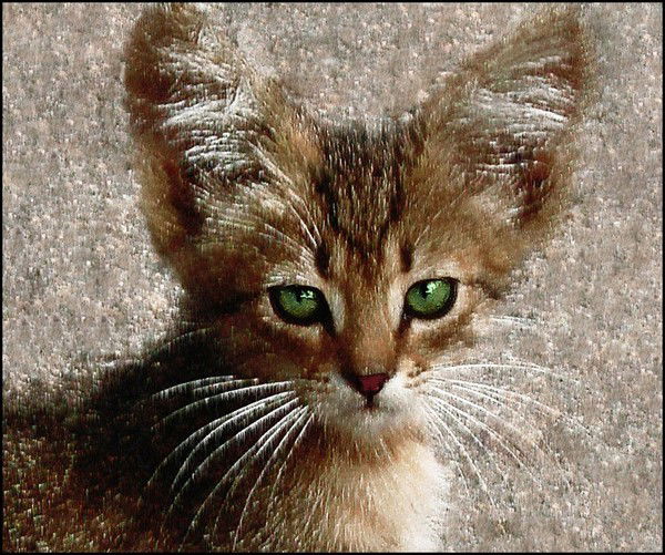 Евгений Токарев