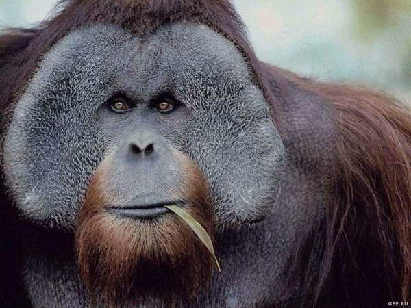 Игорь Сонин