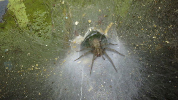 Лидмила Яфаркина