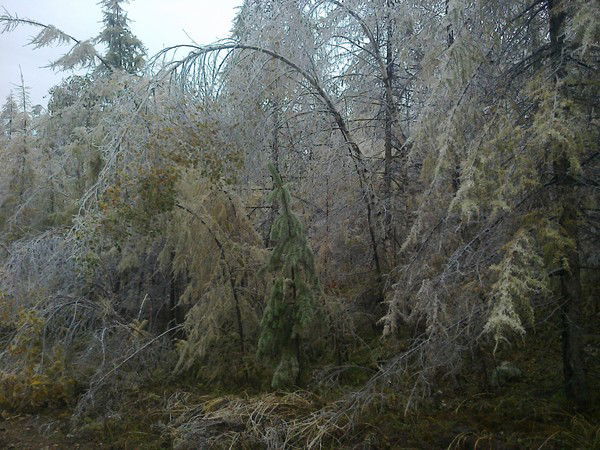 Ирина Солодухина