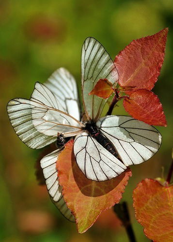 Екатерина Степанова