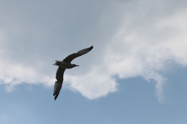 Виктория Петрусенко