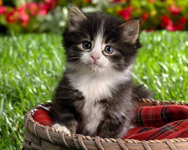 Олеся Баландина