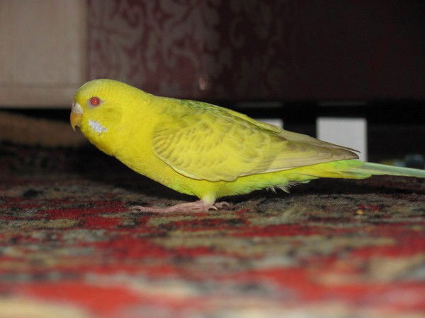 Анастасия Лавренко