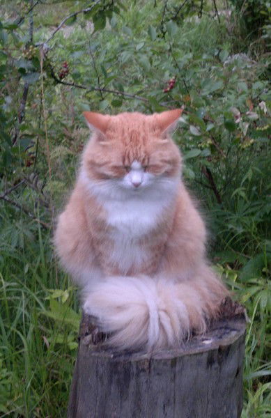 Тамара Довгань