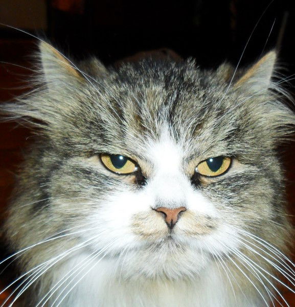 Светлана Тарасова