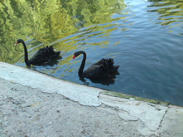 Артём Шварц