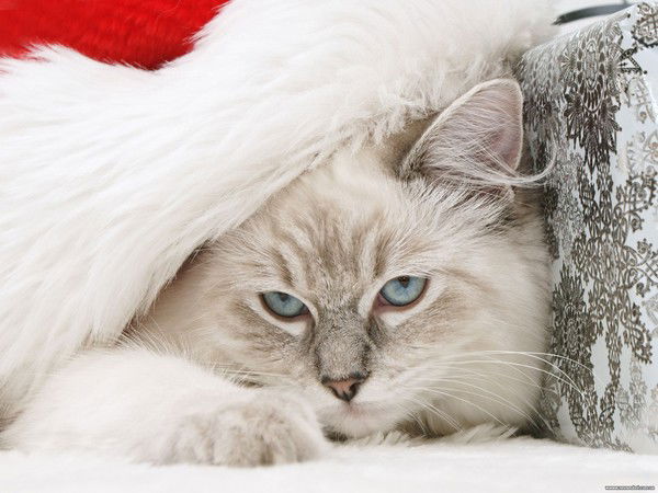 Анжелика Искорка