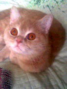 Камила Исаева