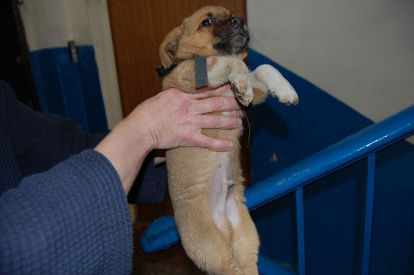 Александр Чуберкис