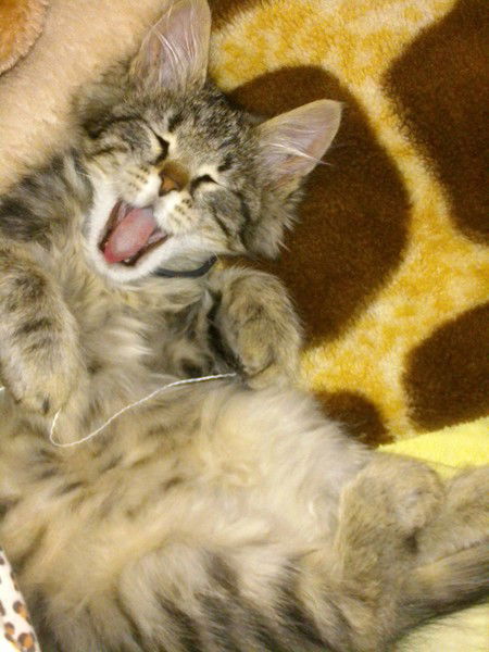 Нинель Уварова