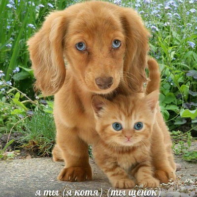 Настёна Сластёна