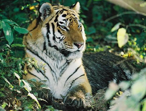 Сергей Пушкин