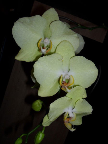 Оксана Таркова