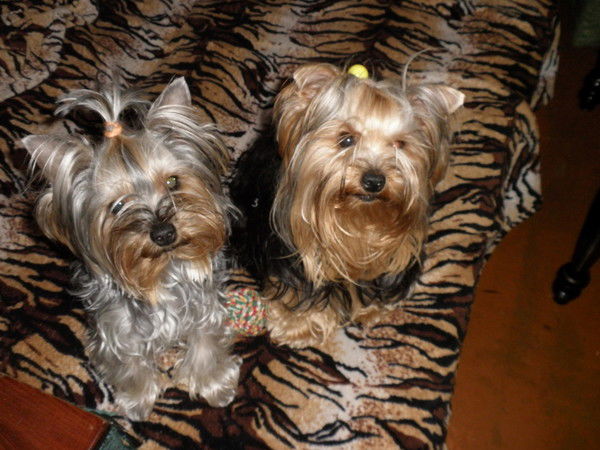 Алексей Беланенко