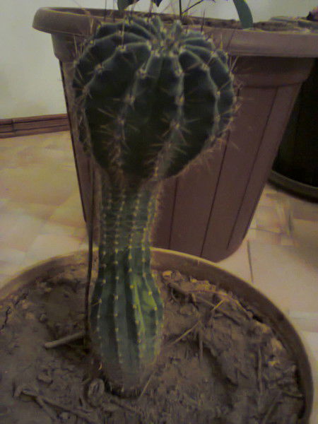 Халик Оганес