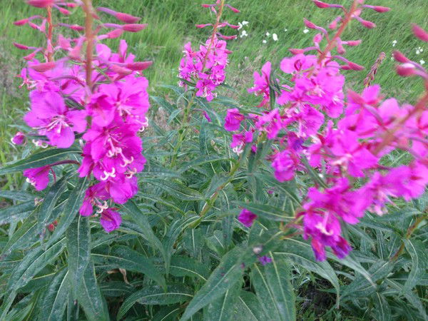 Татьяна Мельникова