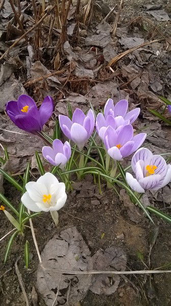 Елена Елисеева