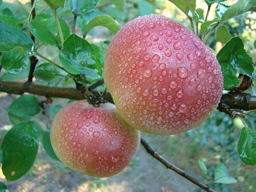 Бибигуль Гиргин