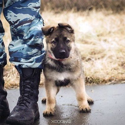 Александр Овчаркин