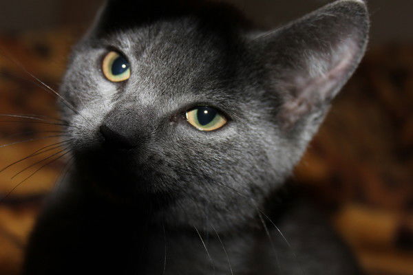 Олег Лисовой