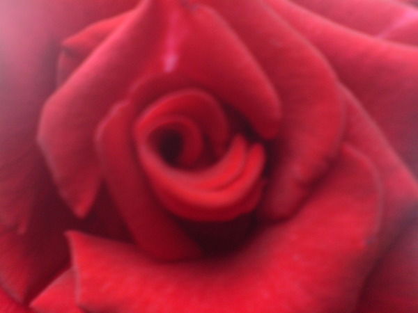 Елена Афонина