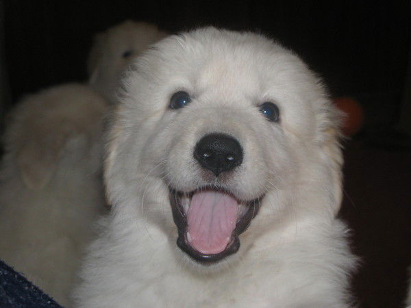 Ирина Иншакова