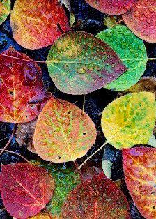 Наталья Ко:кэн