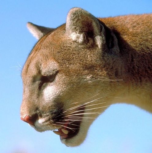 Татьяна Витютнева