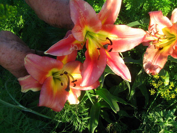 Петр Берняков