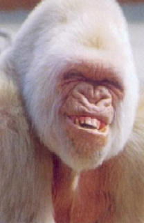 Егор Спиридонов