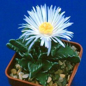 Светлана Кобылкина