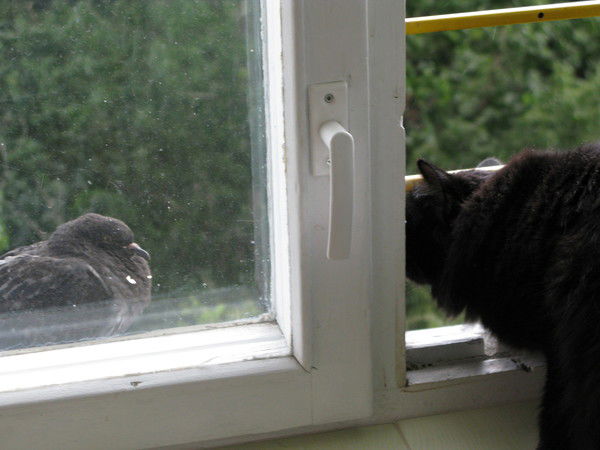 Марина Кошкина