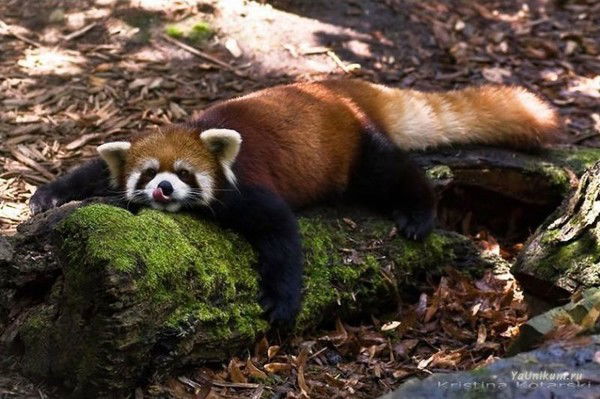 Елена Рудюк