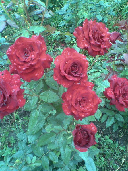 Марзия Жылысбаева