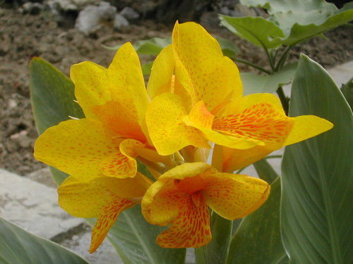 Елена Павликова