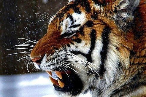 Гулькайыр Намазова