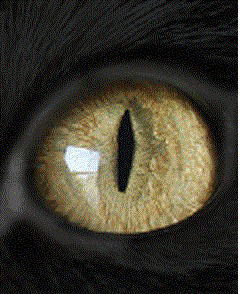 Вячеслав Татаркин