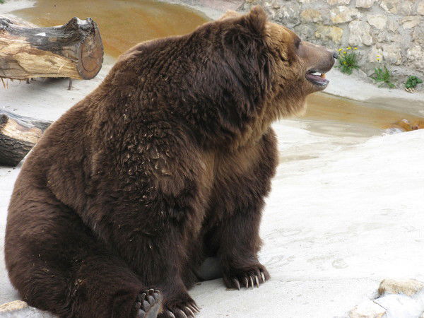 Макс Брижатый