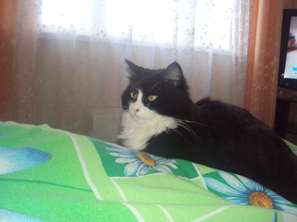 Александр Николаев