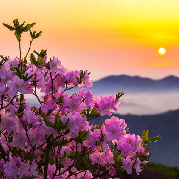 Ольга Николаева