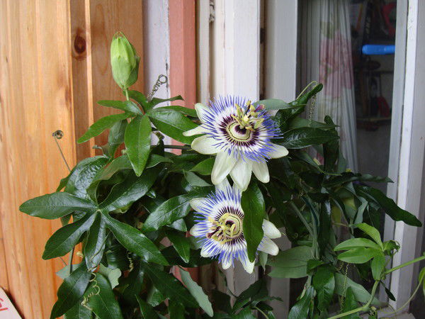 Татьяна Воронцова