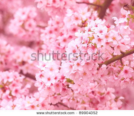 Света Кунаккузина